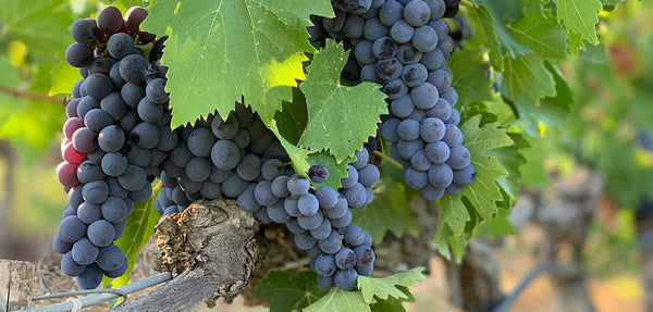 Grape Harvest